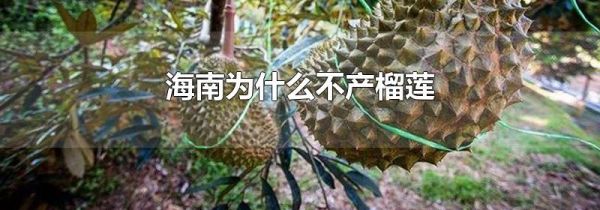 海南为什么不产榴莲