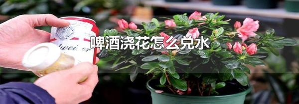 啤酒浇花怎么兑水