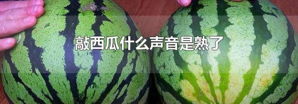 敲西瓜什么声音是熟了