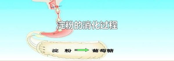 淀粉的消化过程