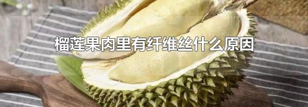 榴莲果肉里有纤维丝什么原因