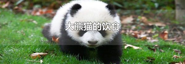 大熊猫的饮食