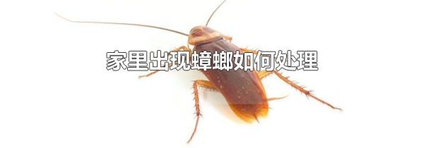 家里出现蟑螂如何处理