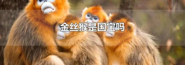 金丝猴是国宝吗