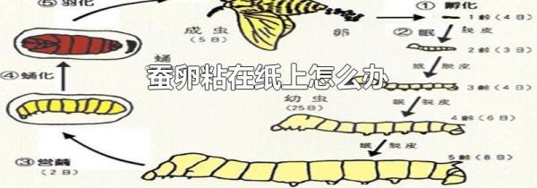 蚕卵粘在纸上怎么办