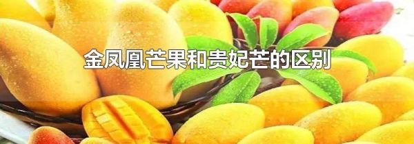 金凤凰芒果和贵妃芒的区别
