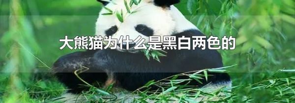 大熊猫为什么是黑白两色的