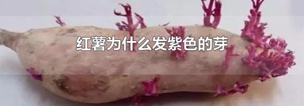 红薯为什么发紫色的芽