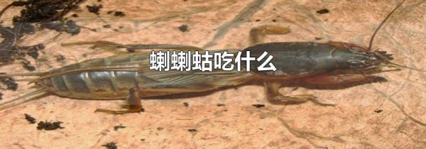 蝲蝲蛄吃什么