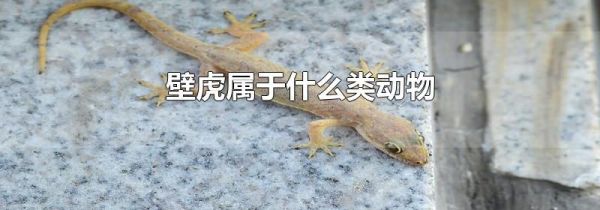 壁虎属于什么类动物