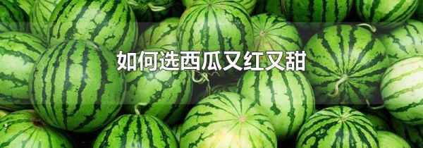 如何选西瓜又红又甜