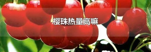 樱珠热量高嘛