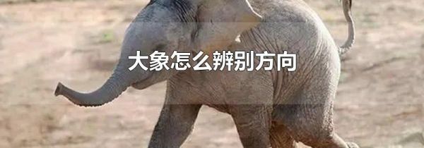 大象怎么辨别方向