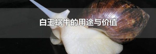 白玉蜗牛的用途与价值