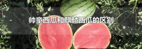 帅童西瓜和麒麟西瓜的区别