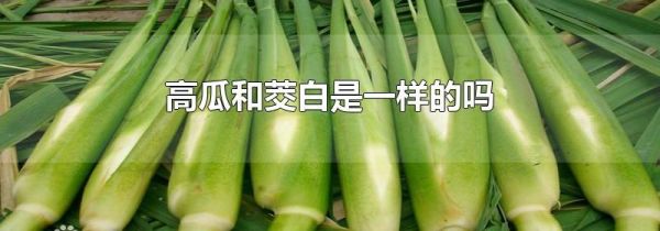 高瓜和茭白是一样的吗
