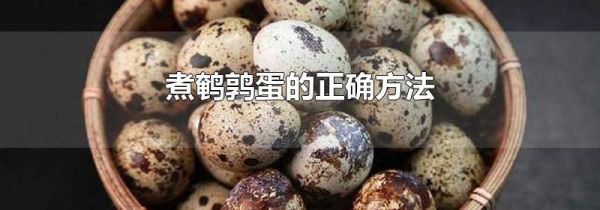 煮鹌鹑蛋的正确方法