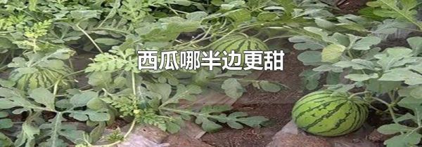 西瓜哪半边更甜