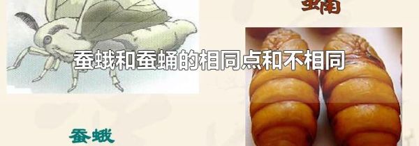蚕蛾和蚕蛹的相同点和不相同