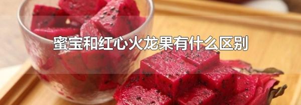 蜜宝和红心火龙果有什么区别