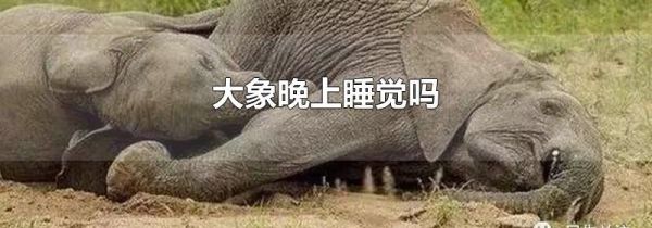大象晚上睡觉吗