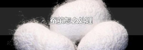 蚕茧怎么处理