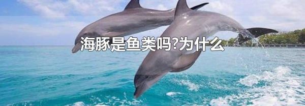 海豚是鱼类吗?为什么