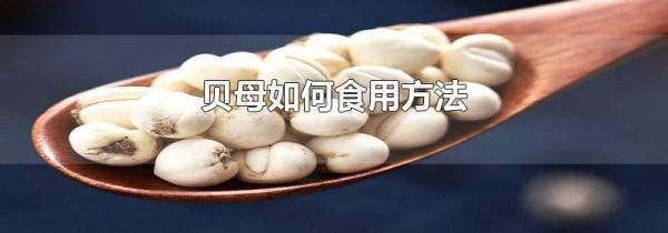 贝母如何食用方法