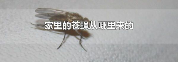 家里的苍蝇从哪里来的