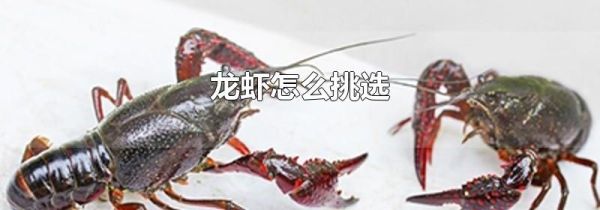 龙虾怎么挑选