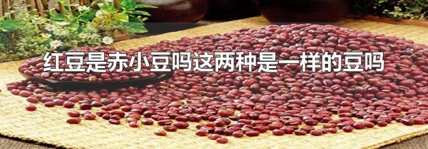 红豆是赤小豆吗这两种是一样的豆吗
