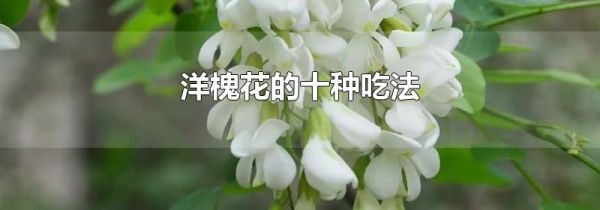 洋槐花的十种吃法