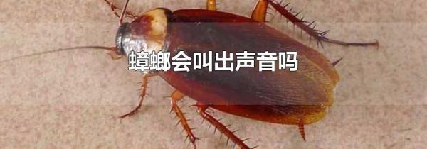 蟑螂会叫出声音吗