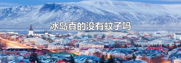 冰岛真的没有蚊子吗
