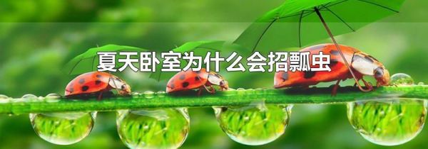 夏天卧室为什么会招瓢虫