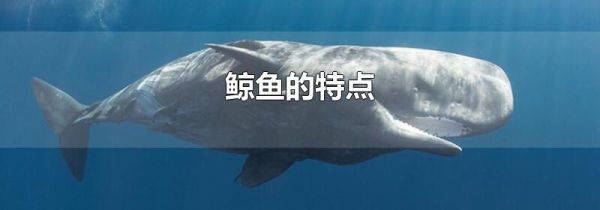 鲸鱼的特点