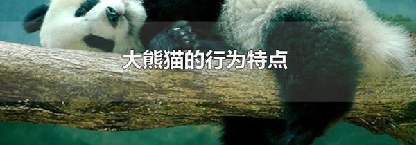 大熊猫的行为特点