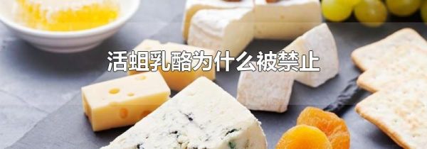 活蛆乳酪为什么被禁止