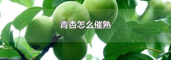 青杏怎么催熟