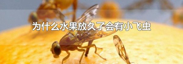 为什么水果放久了会有小飞虫