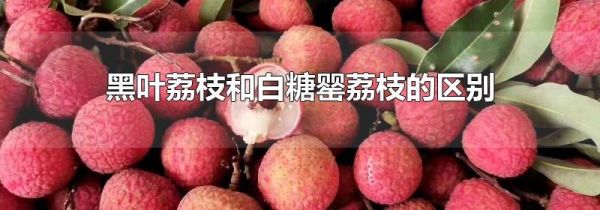 黑叶荔枝和白糖罂荔枝的区别