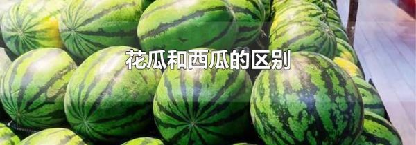 花瓜和西瓜的区别