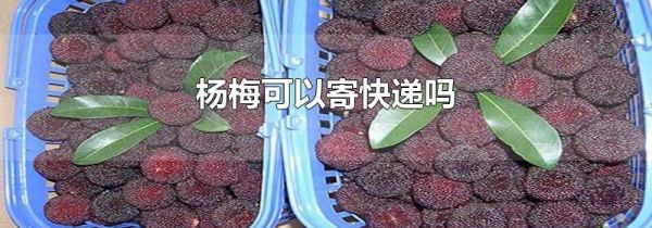 杨梅可以寄快递吗