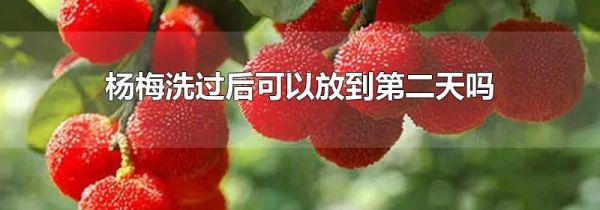 杨梅洗过后可以放到第二天吗