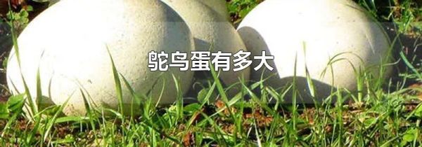 鸵鸟蛋有多大