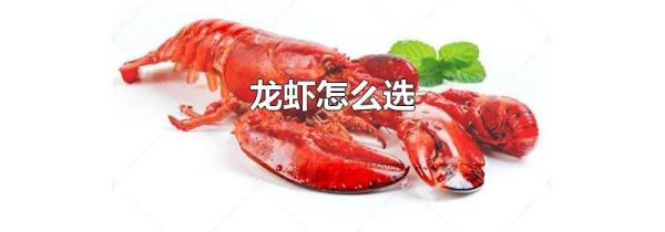 龙虾怎么选