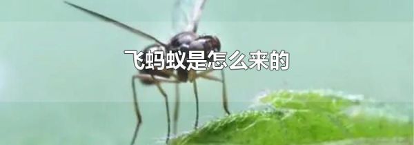 飞蚂蚁是怎么来的