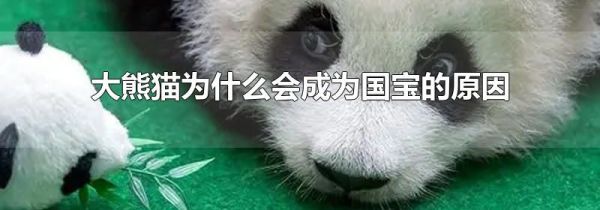 大熊猫为什么会成为国宝的原因