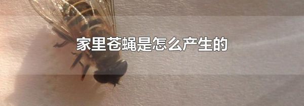 家里苍蝇是怎么产生的