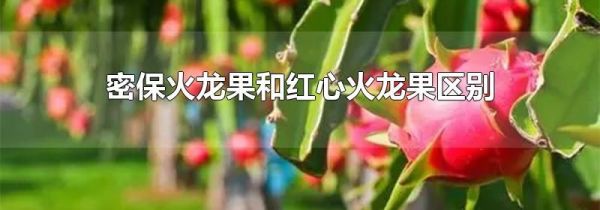 密保火龙果和红心火龙果区别